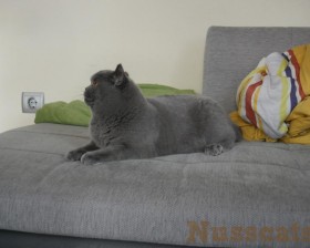 nusscats britisch kurzhaar duke 020